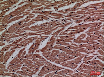Fig.3. Immunohistochemical analysis of paraffin-embedded human-heart, antibody was diluted at 1:100.