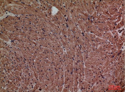 Fig.4. Immunohistochemical analysis of paraffin-embedded Mouse-heart, antibody was diluted at 1:100.