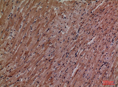 Fig.5. Immunohistochemical analysis of paraffin-embedded Mouse-heart, antibody was diluted at 1:100.