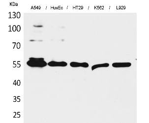 Fig.1. Western Blot analysis of A549, HUVEC, HT29, K562,  L929 cells using Fascin 1 Polyclonal Antibody. Secondary antibody (catalog#: A21020) was diluted at 1:20000.
