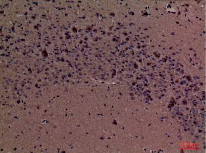 Fig.4. Immunohistochemical analysis of paraffin-embedded Mouse-brain, antibody was diluted at 1:100.