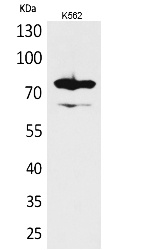 Fig.1. Western Blot analysis of K562 cells using FOXP1 Polyclonal Antibody. Antibody was diluted at 1:1000. Secondary antibody (catalog#: A21020) was diluted at 1:20000.