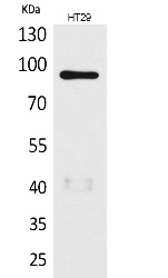 Fig.1. Western Blot analysis of HT29 cells using Neuregulin-2 Polyclonal Antibody. Secondary antibody (catalog#: A21020) was diluted at 1:20000.