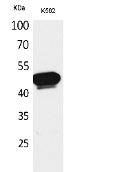 Fig.1. Western Blot analysis of K562 cells using Kallistatin Polyclonal Antibody. Secondary antibody (catalog#: A21020) was diluted at 1:20000.