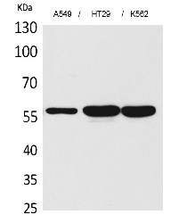 Fig.1. Western Blot analysis of A549, HT29, K562 cells using ERp57 Polyclonal Antibody. Secondary antibody (catalog#: A21020) was diluted at 1:20000.