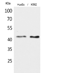 Fig.1. Western Blot analysis of HUVEC, K562 cells using Layilin Polyclonal Antibody. Secondary antibody (catalog#: A21020) was diluted at 1:20000.
