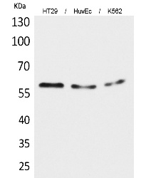 Fig. Western Blot analysis of HT29, HUVEC, K562 cells using CYP11B1/2 Polyclonal Antibody. Secondary antibody (catalog#: A21020) was diluted at 1:20000.