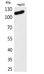 Fig.1. Western Blot analysis of HepG2 cells using DPYD Polyclonal Antibody. Secondary antibody (catalog#: A21020) was diluted at 1:20000.