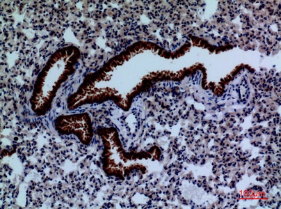 Fig.3. Immunohistochemical analysis of paraffin-embedded Mouse-lung, antibody was diluted at 1:100.