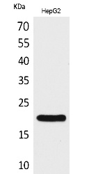 Fig.1. Western Blot analysis of HepG2 cells using VHR Polyclonal Antibody. Secondary antibody (catalog#: A21020) was diluted at 1:20000.
