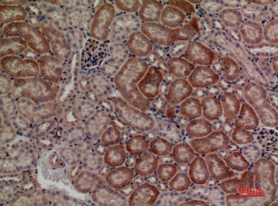 Fig.2. Immunohistochemical analysis of paraffin-embedded Mouse-kidney, antibody was diluted at 1:100.