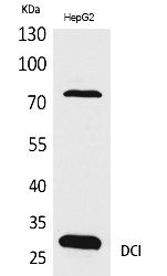 Fig.1. Western Blot analysis of HepG2 cells using DCI Polyclonal Antibody. Secondary antibody (catalog#: A21020) was diluted at 1:20000.