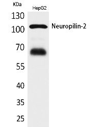 Fig.1. Western Blot analysis of HepG2 cells using Neuropilin-2 Polyclonal Antibody. Secondary antibody (catalog#: A21020) was diluted at 1:20000.