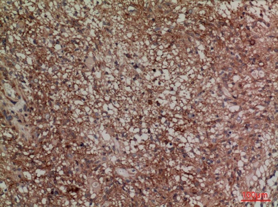 Fig.4. Immunohistochemical analysis of paraffin-embedded Mouse-brain, antibody was diluted at 1:100.