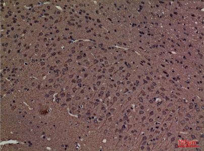 Fig.4. Immunohistochemical analysis of paraffin-embedded rat-brain, antibody was diluted at 1:100.