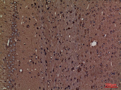 Fig.5. Immunohistochemical analysis of paraffin-embedded rat-brain, antibody was diluted at 1:100.
