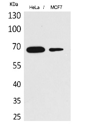 Fig.1. Western Blot analysis of hela, MCF7 cells using PEPCK-C Polyclonal Antibody. Secondary antibody (catalog#: A21020) was diluted at 1:20000.