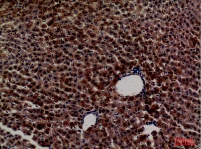 Fig.2. Immunohistochemical analysis of paraffin-embedded rat-liver, antibody was diluted at 1:100.