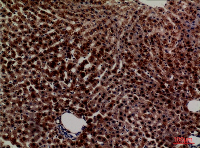 Fig.3. Immunohistochemical analysis of paraffin-embedded rat-liver, antibody was diluted at 1:100.
