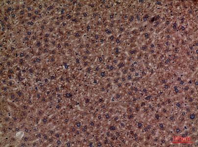 Fig.4. Immunohistochemical analysis of paraffin-embedded Mouse-liver, antibody was diluted at 1:100.