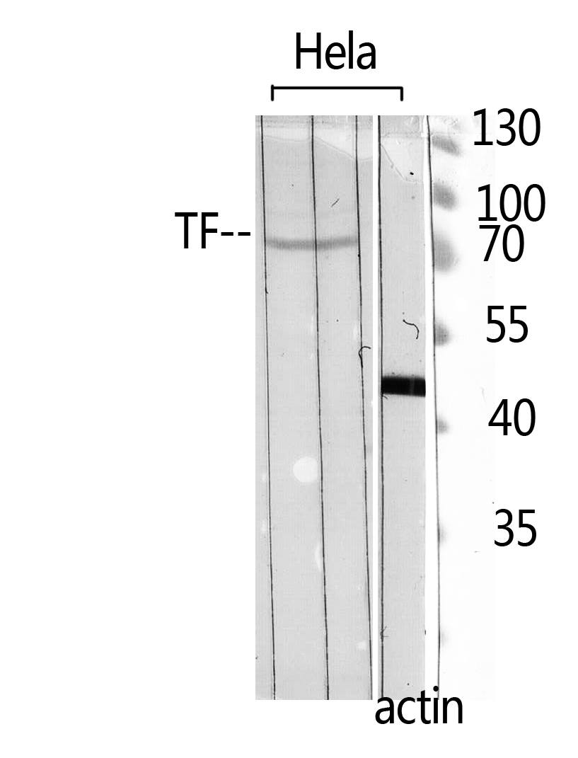 Fig.2. Western Blot analysis of hela using TF Polyclonal Antibody. Antibody was diluted at 1:500. Secondary antibody (catalog#: A21020) was diluted at 1:20000.