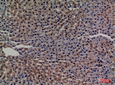 Fig.3. Immunohistochemical analysis of paraffin-embedded rat-liver, antibody was diluted at 1:100.