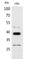 Fig.1. Western Blot analysis of K562 cells using CD1D Polyclonal Antibody. Antibody was diluted at 1:500. Secondary antibody (catalog#: A21020) was diluted at 1:20000.