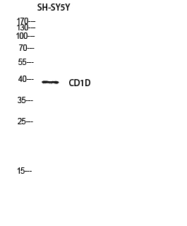 Fig.2. Western blot analysis of SH-SY5Y lysis using CD1D antibody. Antibody was diluted at 1:500. Secondary antibody (catalog#: A21020) was diluted at 1:20000.
