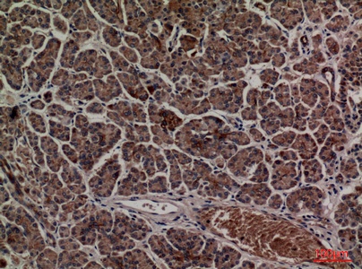 Fig.5. Immunohistochemical analysis of paraffin-embedded human-pancreas, antibody was diluted at 1:100.