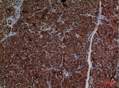 Fig.6. Immunohistochemical analysis of paraffin-embedded human-pancreas, antibody was diluted at 1:100.