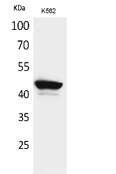 Fig.1. Western Blot analysis of K562 cells using CD1E Polyclonal Antibody. Secondary antibody (catalog#: A21020) was diluted at 1:20000.
