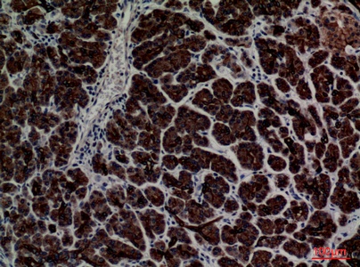 Fig.2. Immunohistochemical analysis of paraffin-embedded human-pancreas, antibody was diluted at 1:100.
