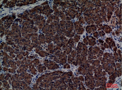 Fig.4. Immunohistochemical analysis of paraffin-embedded human-pancreas, antibody was diluted at 1:100.