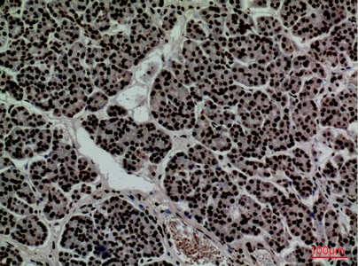 Fig.4. Immunohistochemical analysis of paraffin-embedded human-pancreas, antibody was diluted at 1:100.