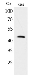 Fig.1. Western Blot analysis of K562 cells using CD48 Polyclonal Antibody. Secondary antibody (catalog#: A21020) was diluted at 1:20000.