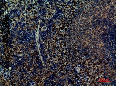 Fig.6. Immunohistochemical analysis of paraffin-embedded Mouse-spleen, antibody was diluted at 1:100.