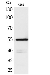 Fig. Western Blot analysis of K562 cells using CD55 Polyclonal Antibody. Secondary antibody (catalog#: A21020) was diluted at 1:20000.