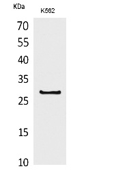 Fig.1. Western Blot analysis of K562 cells using CD58 Polyclonal Antibody. Secondary antibody (catalog#: A21020) was diluted at 1:20000.