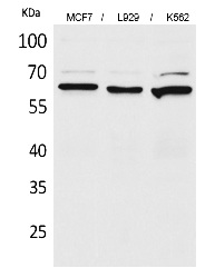 Fig.1. Western Blot analysis of MCF7, L929, K562 cells using CD73 Polyclonal Antibody. Secondary antibody (catalog#: A21020) was diluted at 1:20000.