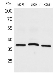 Fig.1. Western Blot analysis of MCF7, L929, K562 cells using CD79b Polyclonal Antibody. Secondary antibody (catalog#: A21020) was diluted at 1:20000.