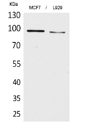 Fig. Western Blot analysis of MCF7, L929 cells using CD100 Polyclonal Antibody. Secondary antibody (catalog#: A21020) was diluted at 1:20000.