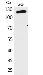 Fig. Western Blot analysis of L929 cells using CD107a Polyclonal Antibody. Secondary antibody (catalog#: A21020) was diluted at 1:20000.