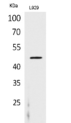 Fig.1. Western Blot analysis of L929 cells using CD116 Polyclonal Antibody. Secondary antibody (catalog#: A21020) was diluted at 1:20000.