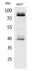 Fig.1. Western Blot analysis of MCF7 cells using IL-1RI Polyclonal Antibody. Secondary antibody (catalog#: A21020) was diluted at 1:20000.