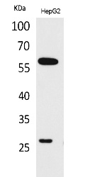 Fig.1. Western Blot analysis of HepG2 cells using GGT1 Polyclonal Antibody. Secondary antibody (catalog#: A21020) was diluted at 1:20000.