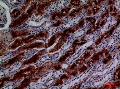 Fig.2. Immunohistochemical analysis of paraffin-embedded human-kidney, antibody was diluted at 1:100.