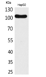 Fig.1. Western Blot analysis of HepG2 cells using CD307 Polyclonal Antibody. Secondary antibody (catalog#: A21020) was diluted at 1:20000.