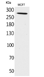 Fig. Western Blot analysis of MCF7 cells using IGF-IIR Polyclonal Antibody. Secondary antibody (catalog#: A21020) was diluted at 1:20000.