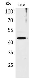 Fig.1. Western Blot analysis of L929 cells using Siglec-5/14 Polyclonal Antibody. Antibody was diluted at 1:1000. Secondary antibody (catalog#: A21020) was diluted at 1:20000.