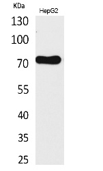 Fig.1. Western Blot analysis of HepG2 cells using CD229 Polyclonal Antibody. Secondary antibody (catalog#: A21020) was diluted at 1:20000.